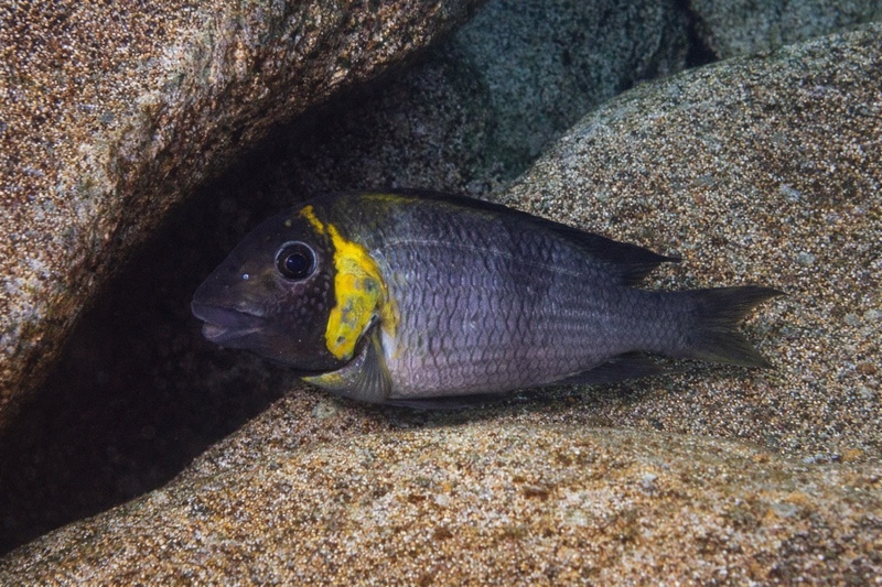 Petrochromis polyodon 'Nausingili Island'